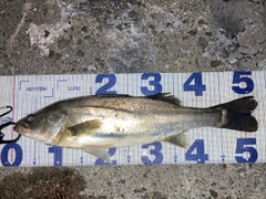 シーバスの釣果