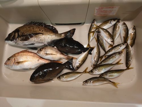 アジの釣果
