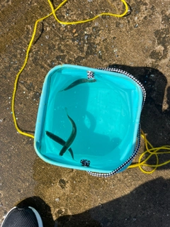 カタクチイワシの釣果