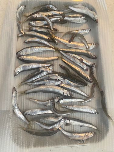 チアユの釣果