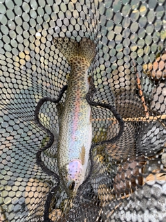 ニジマスの釣果