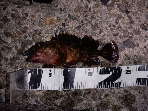 カサゴの釣果