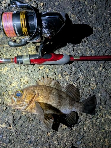 メバルの釣果