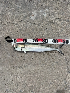 サゴシの釣果