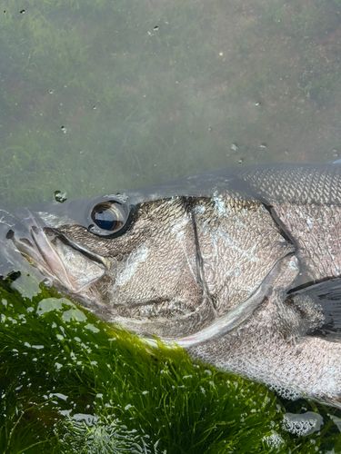 ヒラスズキの釣果