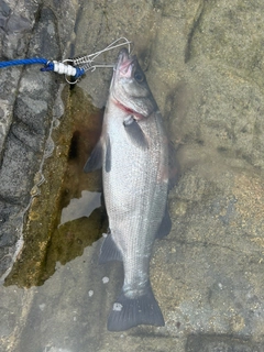 ヒラスズキの釣果