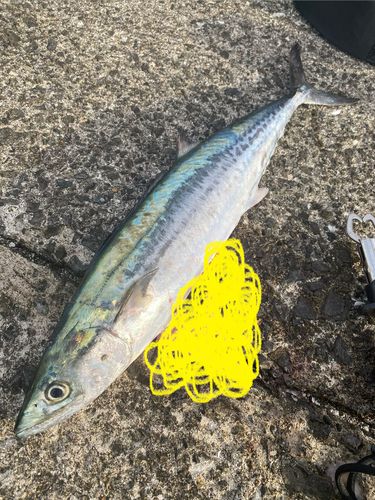 サゴシの釣果