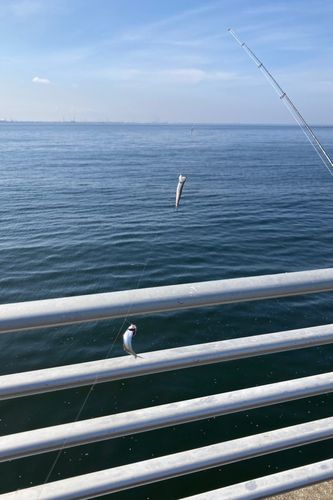 カタクチイワシの釣果