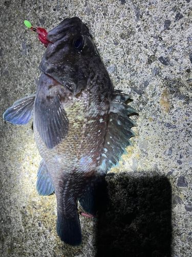 クロソイの釣果