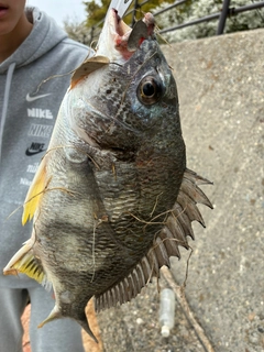 キチヌの釣果