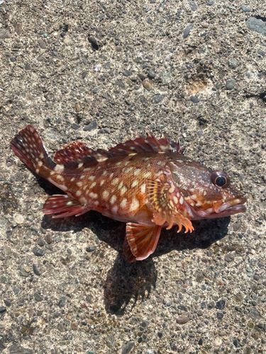 カサゴの釣果