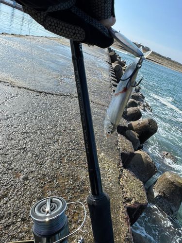 コアユの釣果