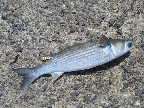 サゴシの釣果