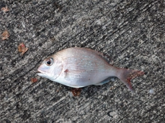 チャリコの釣果