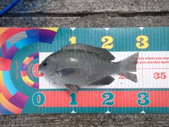 クチブトグレの釣果