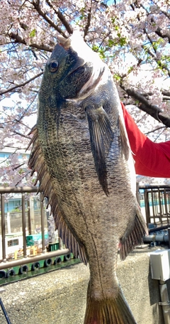 チヌの釣果