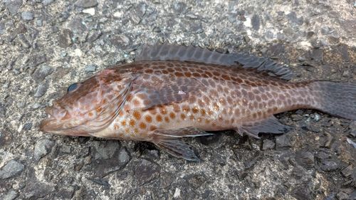 オオモンハタの釣果