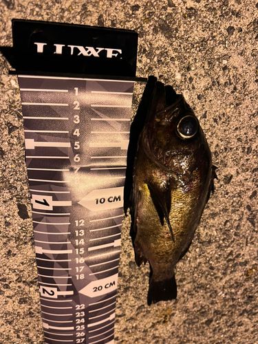 メバルの釣果