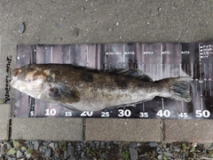 アイナメの釣果