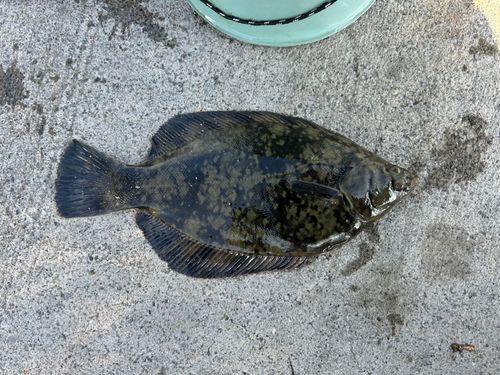 クロガシラガレイの釣果