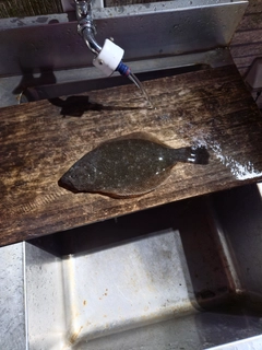 ソゲの釣果