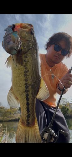 ブラックバスの釣果