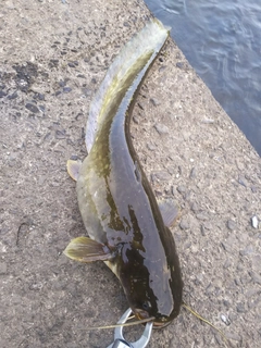 マナマズの釣果