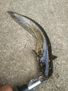 マナマズの釣果