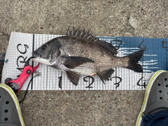 チヌの釣果