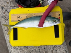 ツバスの釣果