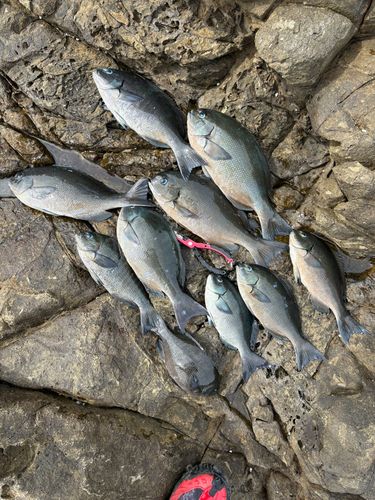 グレの釣果