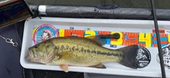 ラージマウスバスの釣果