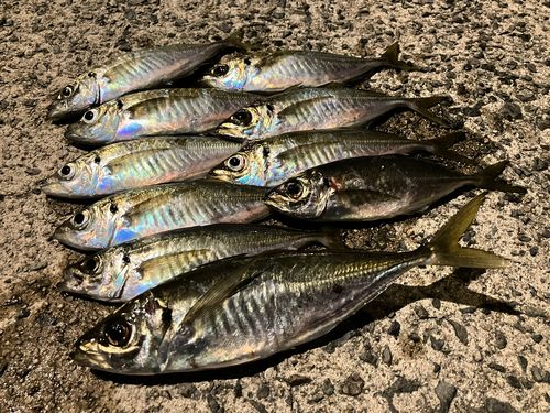 アジの釣果