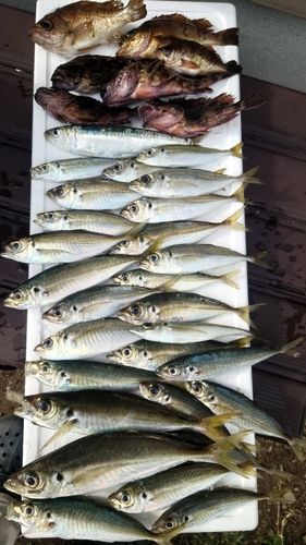アジの釣果
