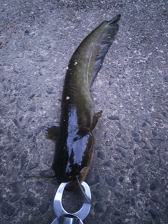 マナマズの釣果