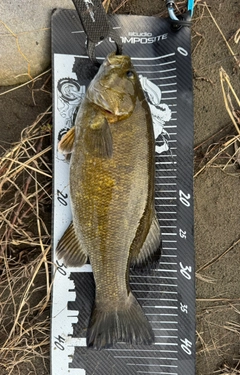 スモールマウスバスの釣果