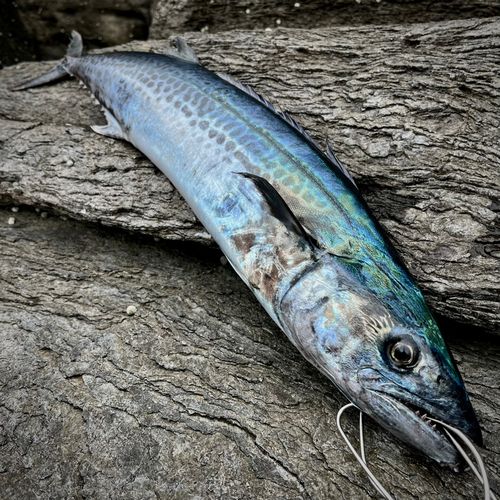 サワラの釣果