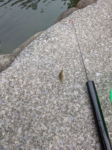 クチボソの釣果