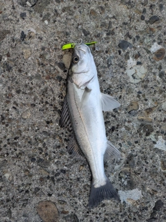 セイゴ（マルスズキ）の釣果