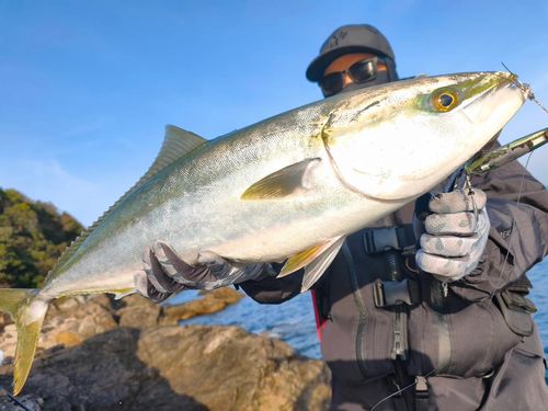 メジロの釣果