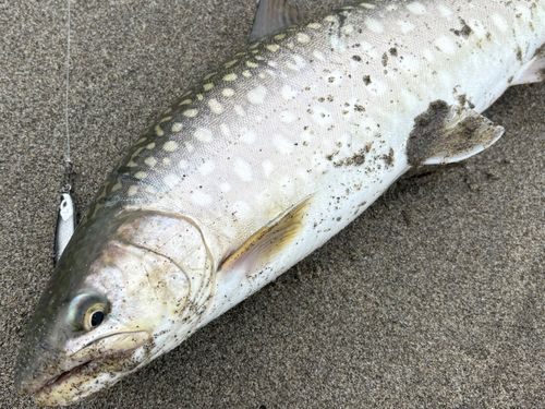 アメマスの釣果