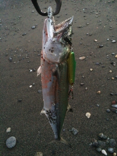 サゴシの釣果