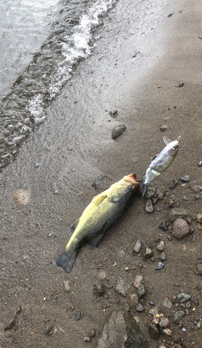 ラージマウスバスの釣果