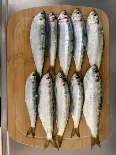 釣果