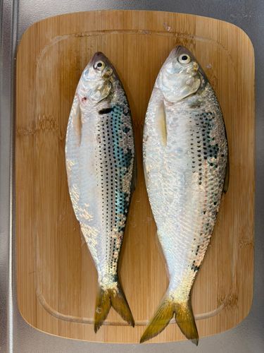 コノシロの釣果