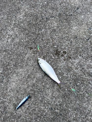 サッパの釣果