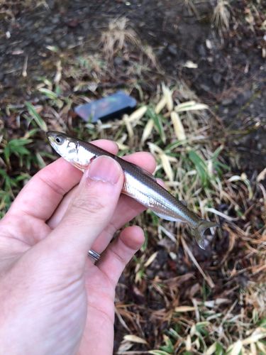 ワカサギの釣果