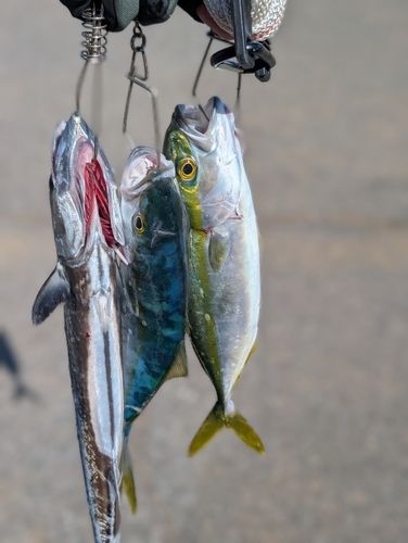 サゴシの釣果