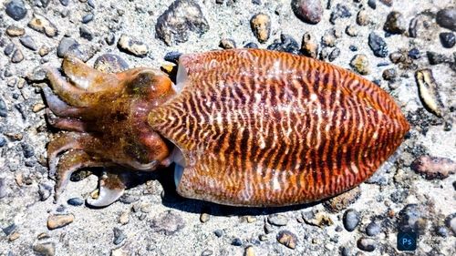 コウイカの釣果