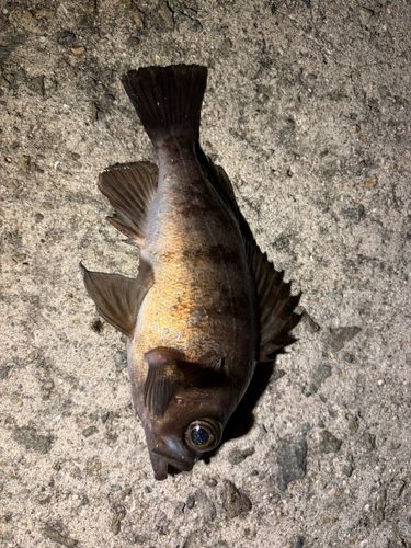 メバルの釣果
